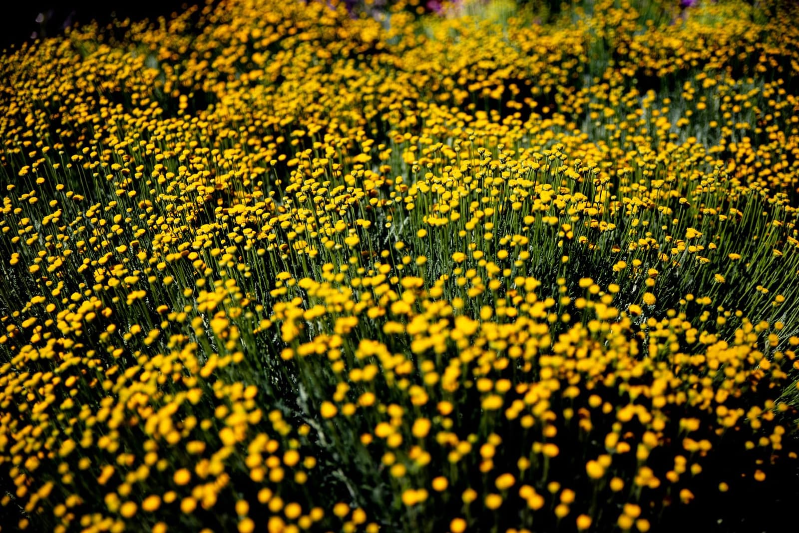 Jardim Marmelete — 5