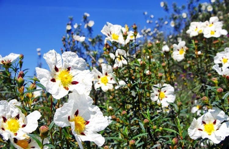 Spring in the Algarve: The enchanting Cistus Ladanifer