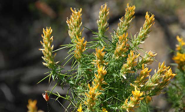 Descubra a Magia da Primavera no Algarve com o Genista Hirsuta